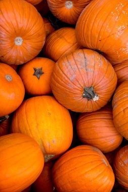 Kabak hasat pirinç saman arka plan. Haloween parti.