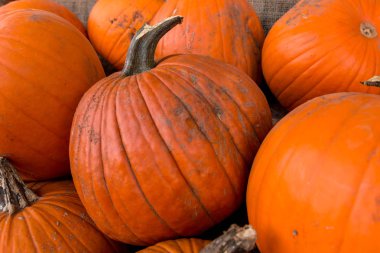 Kabak hasat pirinç saman arka plan. Haloween parti.