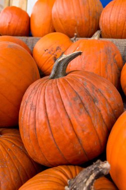 Kabak hasat pirinç saman arka plan. Haloween parti.