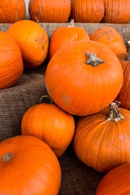 Kabak hasat pirinç saman arka plan. Haloween parti.