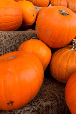 Kabak hasat pirinç saman arka plan. Haloween parti.