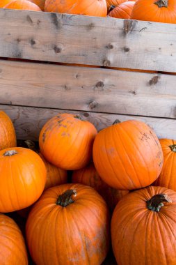 Kabak hasat pirinç saman arka plan. Haloween parti.