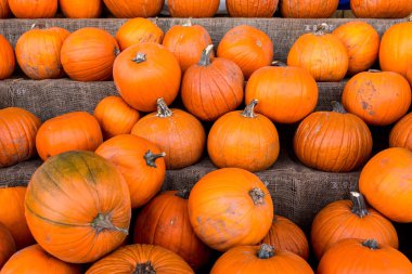Kabak hasat pirinç saman arka plan. Haloween parti.