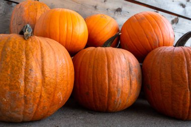 Kabak hasat pirinç saman arka plan. Haloween parti.