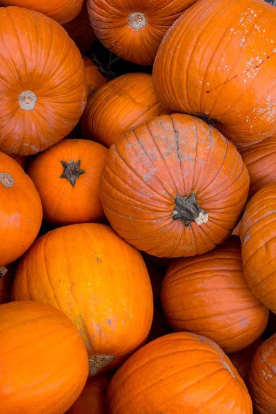 Kabak hasat pirinç saman arka plan. Haloween parti.