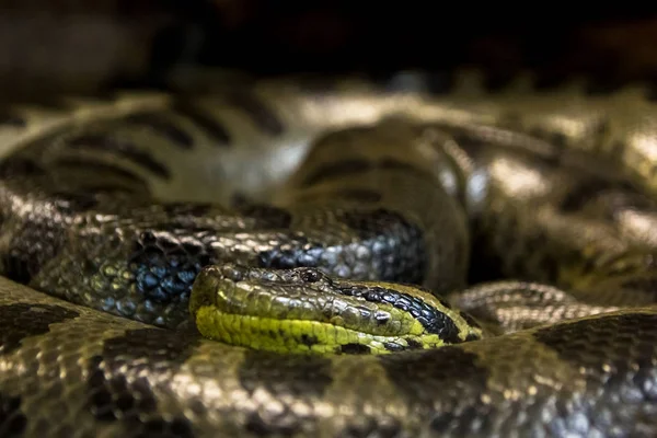 Anaconda Verde Eunectes Murinus Sucuri Snake Cobra Enorme Perigosa — Fotografia de Stock