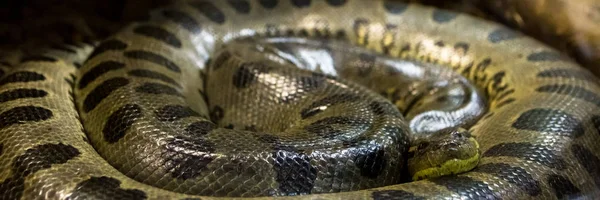 Anaconda Vert Eunectes Murinus Serpent Sucuri Serpent Énorme Dangereux — Photo