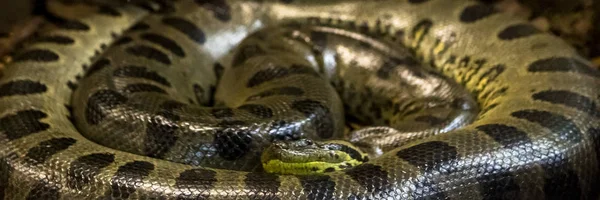 Anaconda Verde Eunectes Murinus Serpiente Sucuri Serpiente Enorme Peligrosa — Foto de Stock