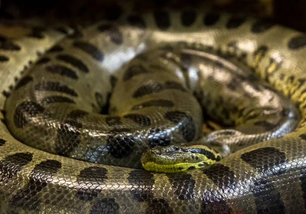 Anaconda Verde Eunectes Murinus Sucuri Snake Cobra Enorme Perigosa — Fotografia de Stock