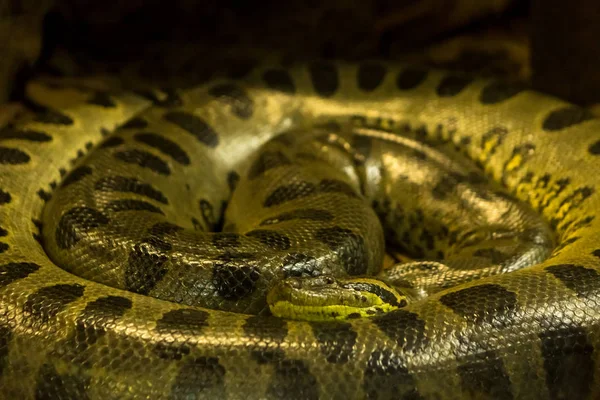 Zelená Anakonda Eunectes Murinus Anakonda Had Velký Nebezpečný Had — Stock fotografie