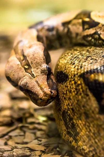 Boa Constritor Uma Espécie Cobra Grande Encorpada — Fotografia de Stock