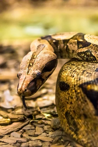 Boa Constritor Uma Espécie Cobra Grande Encorpada — Fotografia de Stock