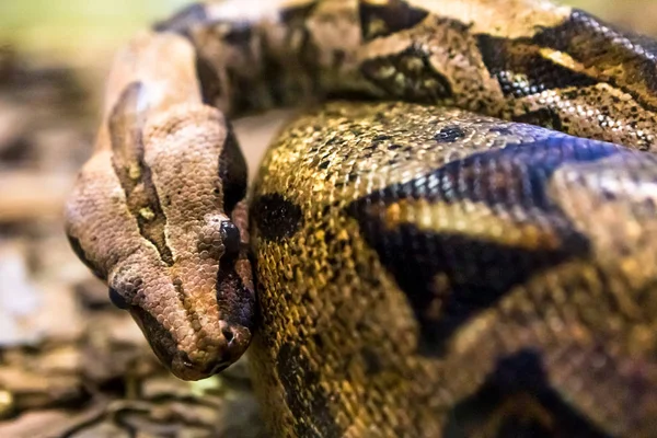 Boa Constrictor Une Espèce Grand Serpent Corsé — Photo