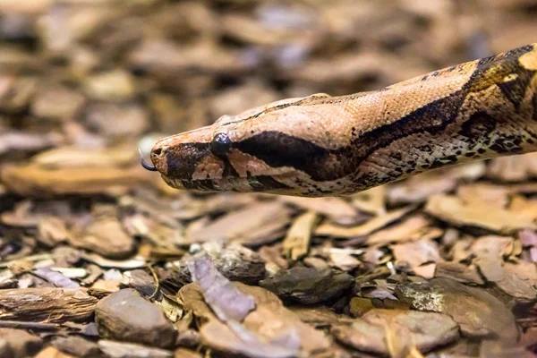 Boa Constritor Uma Espécie Cobra Grande Encorpada — Fotografia de Stock