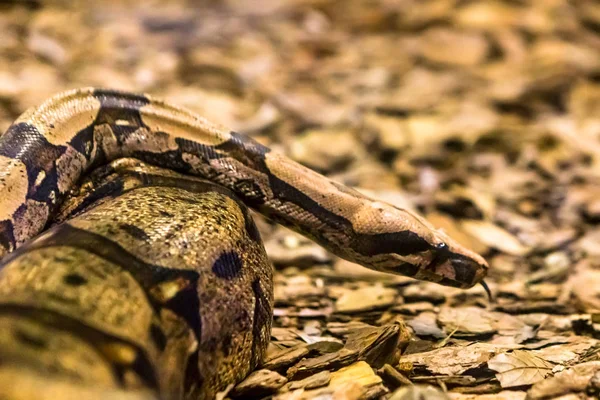 Boa Constrictor Druh Velkých Těžkých Dužnaté Hadů — Stock fotografie