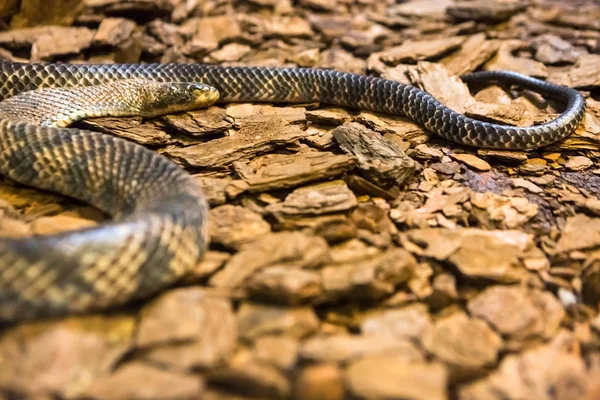 Amazon Rainbow Boa Des Beaux Serpents Monde — Photo