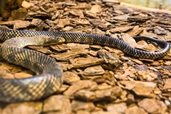 Amazon Rainbow Boa Des Beaux Serpents Monde — Photo