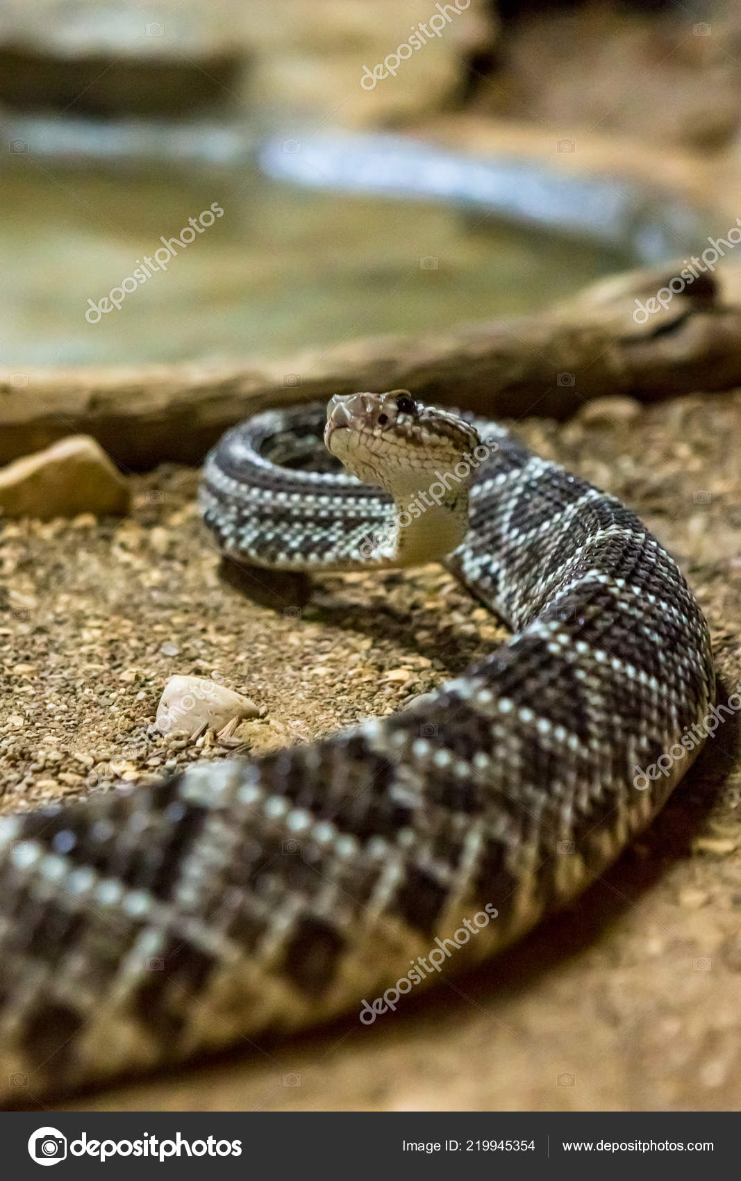 SERPENTI A SONAGLI SCARICA