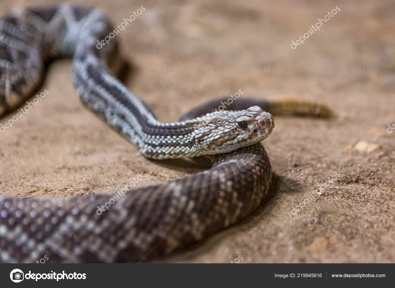 SERPENTI A SONAGLI SCARICA
