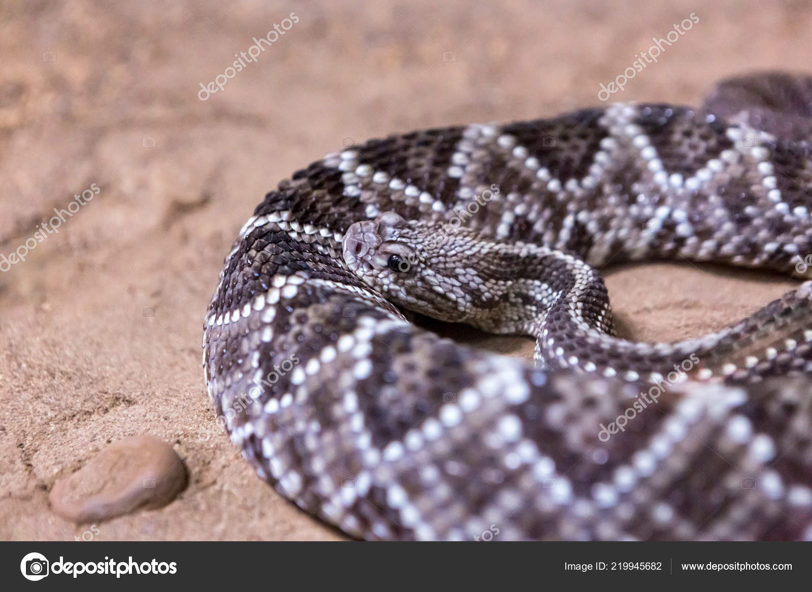 SERPENTI A SONAGLI SCARICA