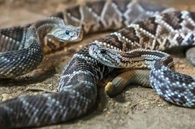 Çıngıraklı yılan, Crotalus atrox. Batı Diamondback. Tehlikeli yılan.