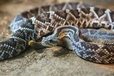 Çıngıraklı yılan, Crotalus atrox. Batı Diamondback. Tehlikeli yılan.