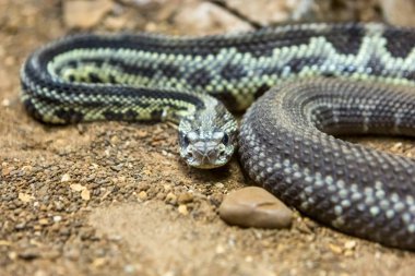Çıngıraklı yılan, Crotalus atrox. Batı Diamondback. Tehlikeli yılan.