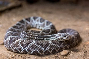 Çıngıraklı yılan, Crotalus atrox. Batı Diamondback. Tehlikeli yılan.