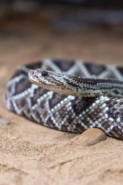 Çıngıraklı yılan, Crotalus atrox. Batı Diamondback. Tehlikeli yılan.