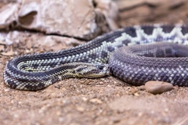 Çıngıraklı yılan, Crotalus atrox. Batı Diamondback. Tehlikeli yılan.
