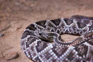 Çıngıraklı yılan, Crotalus atrox. Batı Diamondback. Tehlikeli yılan.