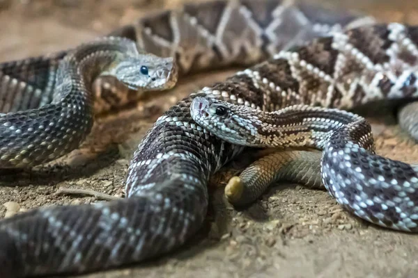 Csörgőkígyó Csörgőkígyó Nyugati Diamondback Veszélyes Kígyó — Stock Fotó