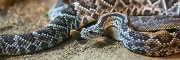 Cascavel Crotalus Atrox Diamondback Ocidental Cobra Perigosa — Fotografia de Stock