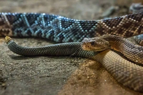 Crotale Crotalus Atrox Western Diamondback Serpent Dangereux — Photo