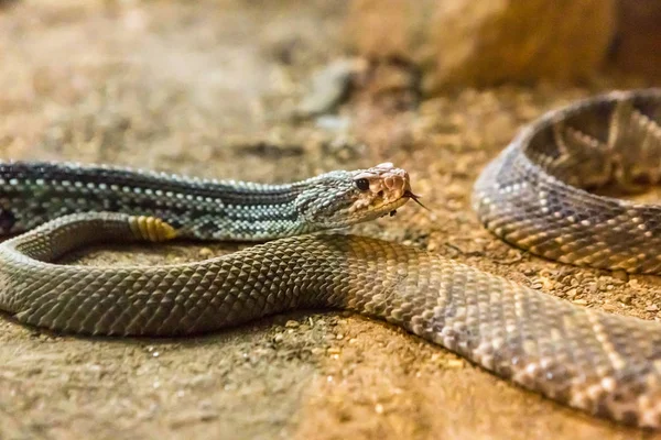 Cascavel Crotalus Atrox Diamondback Ocidental Cobra Perigosa — Fotografia de Stock