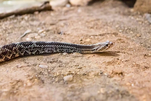 Crotale Crotalus Atrox Western Diamondback Serpent Dangereux — Photo