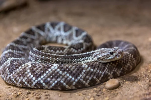 Çıngıraklı Yılan Crotalus Atrox Batı Diamondback Tehlikeli Yılan — Stok fotoğraf