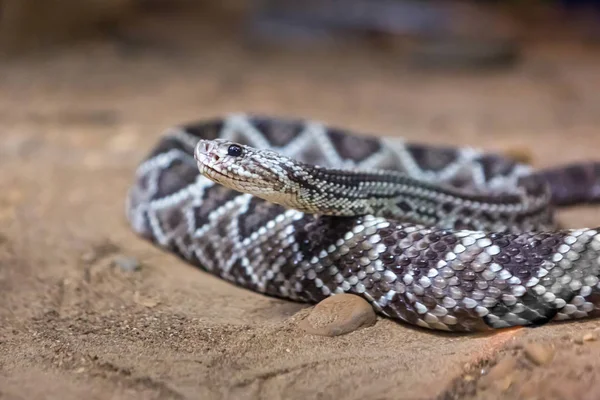 Çıngıraklı Yılan Crotalus Atrox Batı Diamondback Tehlikeli Yılan — Stok fotoğraf