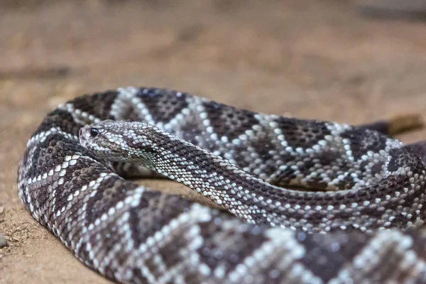 Çıngıraklı Yılan Crotalus Atrox Batı Diamondback Tehlikeli Yılan — Stok fotoğraf