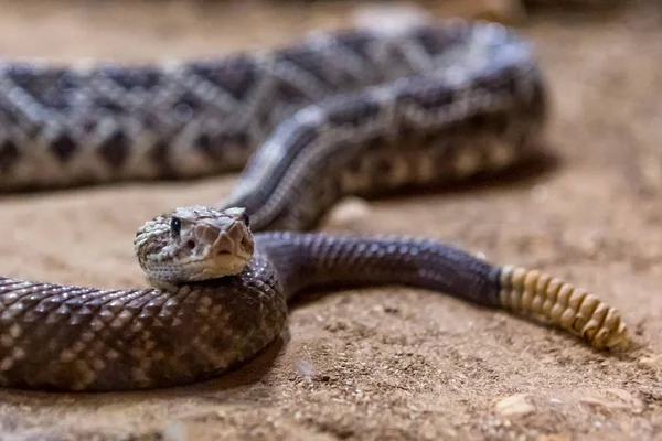 Çıngıraklı Yılan Crotalus Atrox Batı Diamondback Tehlikeli Yılan — Stok fotoğraf