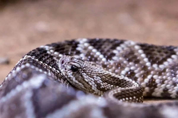 Csörgőkígyó Csörgőkígyó Nyugati Diamondback Veszélyes Kígyó — Stock Fotó