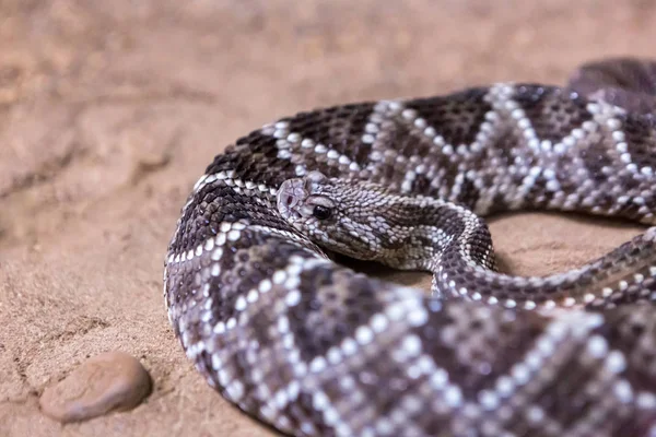 Çıngıraklı Yılan Crotalus Atrox Batı Diamondback Tehlikeli Yılan — Stok fotoğraf