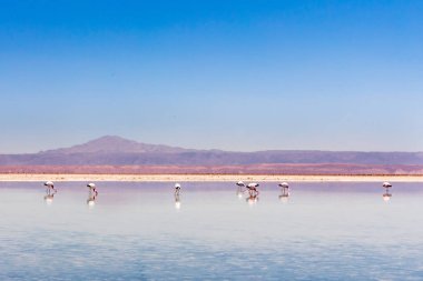 Laguna Chaxa, Atacama Çölü, Şili. Güney Amerika.