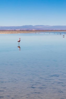 Laguna Chaxa, Atacama Çölü, Şili. Güney Amerika.