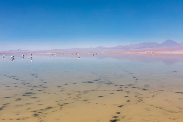 Laguna Chaxa Deserto Atacama Chile América Sul — Fotografia de Stock