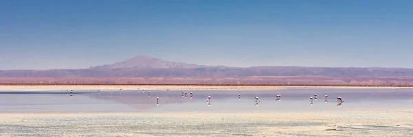 Laguna Chaxa Atacama Wüste Chile Südamerika — Stockfoto