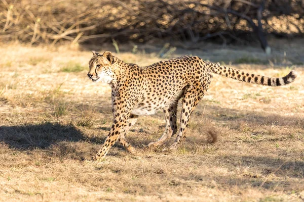 Cheetah running in South Africa, Acinonyx jubatus. Guepardo.