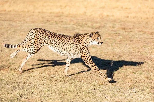 Cheetah Running South Africa Acinonyx Jubatus Guepardo — Stock Photo, Image