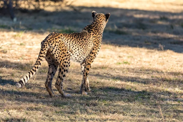 Cheetah Corriendo Sudáfrica Acinonyx Jubatus Guepardo — Foto de Stock
