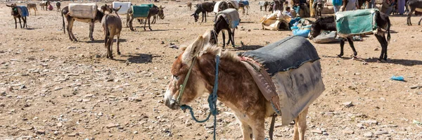 Mercado Rissani Marrocos Estacionamento Burros Mulas Banner Web Vista Panorâmica — Fotografia de Stock